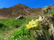 30 Pulsatilla alpina sulphurea (Anemone alpino)